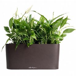 Blooming Spathiphyllum Sweet Chico in LECHUZA DELTA Self-watering Planter, Total Height 50 cm