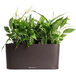 Blooming Spathiphyllum Sweet Chico in LECHUZA DELTA Self-watering Planter, Total Height 50 cm