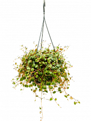 Colorful Radiator Plant Peperomia 'Pepperspot' Indoor House Plants