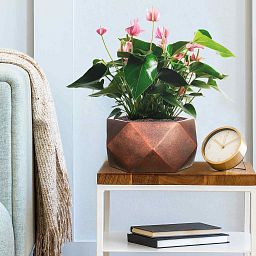 IDEALIST Lite Faceted Effect Bronze Bowl Planter Indoor Plant Pot
