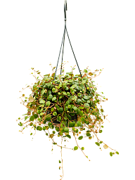 Colorful Radiator Plant Peperomia 'Pepperspot' Indoor House Plants