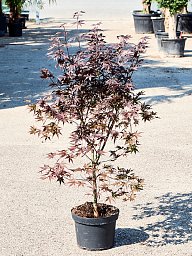 Lush Japanese Maple Acer Palmatum 'Bloodgood' (90-120)