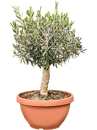 Showy Olive Olea europaea