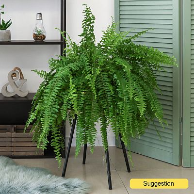 Shade-loving Boston Fern Nephrolepis exaltata 'Green Lady' Indoor House Plants