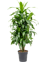 Impressive Corn Plant Dracaena fragrans 'Janet Craig' Tall Indoor House Plants Trees