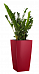 Zamioculcas Zamiifolia in LECHUZA CUBICO Self-watering Planter, Total Height 125 cm