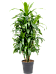 Impressive Corn Plant Dracaena fragrans 'Janet Craig' Tall Indoor House Plants Trees