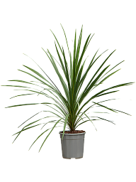 Photogenic Ti Plant Cordyline australis 'Peko' (140-170) Indoor House Plants