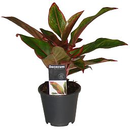 Shade-loving Chinese Evergreen Aglaonema Crete Indoor House Plants