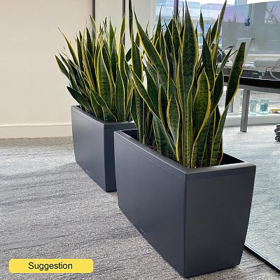 Elegant Snake Plant Sansevieria trifasciata 'Laurentii' Indoor House Plants
