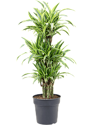 Colorful Corn Plant Dracaena fragrans 'Lemon Lime' Tall Indoor House Plants Trees