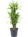Colorful Corn Plant Dracaena fragrans 'Lemon Lime' Tall Indoor House Plants Trees