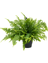 Shade-loving Boston Fern Nephrolepis exaltata 'Boston' Indoor House Pl...