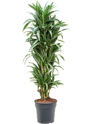 Easy-Care Corn Plant Dracaena fragrans 'Ulises' Tall Indoor House Plants Trees