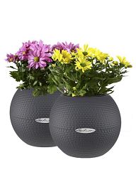 Blooming Chrysanthemums Set in 2 LECHUZA-PURO Self-watering Planters, Total Height 40 cm