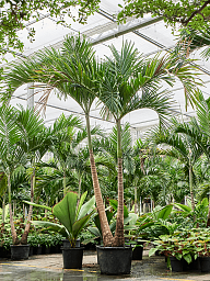 Lush Manila Palm Veitchia (Adonidia) merrillii (575-650) Indoor House Plants