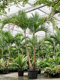 Lush Manila Palm Veitchia (Adonidia) merrillii (575-650) Indoor House Plants