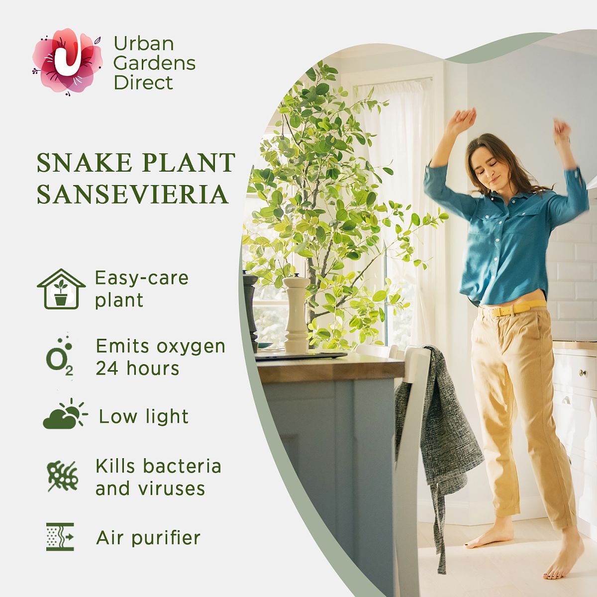Elegant Snake Plant Sansevieria trifasciata 'Laurentii' Indoor House Plants