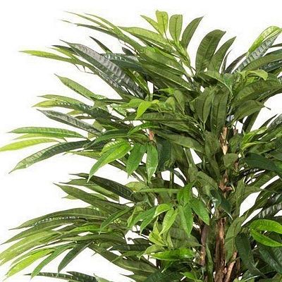 LONGIFOLIA LIANA Artificial Tree Plant