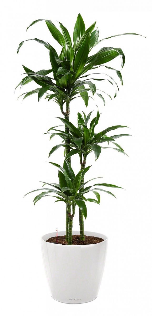 Dracaena Fragrans Janet Greig in LECHUZA CLASSICO LS Self-watering Planter, Total Height 130 cm