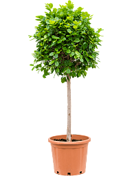 Lush Chinese Banyan Ficus microcarpa 'Moclame' Indoor House Plants