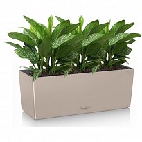 Potted House Plant Aglaonema Stripes in LECHUZA BALCONERA Color Sand B...