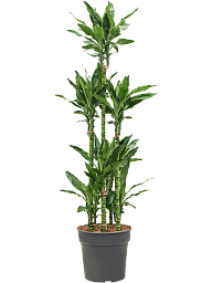 Vibrant Corn Plant Dracaena fragrans 'Burundii' Tall Indoor House Plants Trees