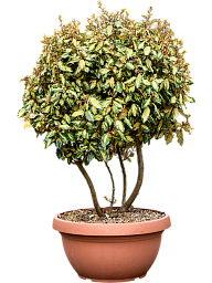 Elaeagnus ebbingei 'Maryline'