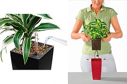 Blooming Phalaenopsis Orchid Standart in LECHUZA MAXI-CUBI Self-watering Planter, Total Height 50 cm