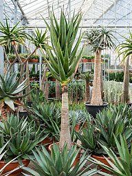 Aloe 'Hercules'
