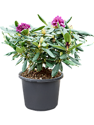 Rhododendron 'Marcel Menard'