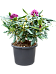 Rhododendron 'Marcel Menard'