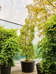 Acer pal. diss. 'Viridis'