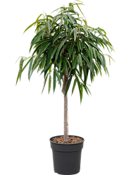 Lush Fig Tree Ficus binnendijkii 'Alii' Indoor House Plants