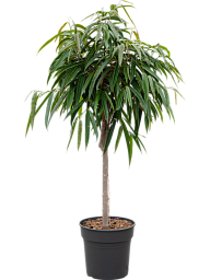 Lush Fig Tree Ficus binnendijkii 'Alii' Indoor House Plants