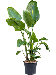 Tropical Bird of Paradise Strelitzia nicolai Indoor House Plants