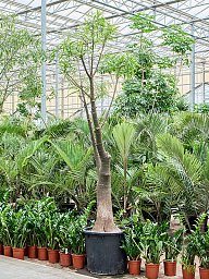 Queensland Bottle Tree Brachychiton rupestris