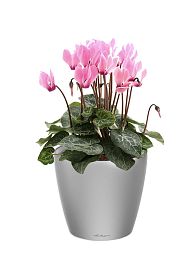 Blooming Cyclamen in LECHUZA CLASSICO LS Self-watering Planter, Total Height 40 cm