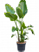Tropical Bird of Paradise Strelitzia nicolai Indoor House Plants
