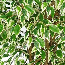 Ficus Liana Variegated Flame Retardant Artificial Tree Plant
