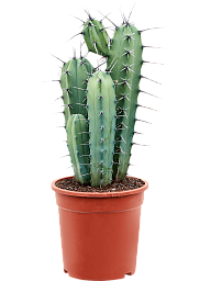 Easy-Care Blue Myrtle Cactus Myrtillocactus geometrizans