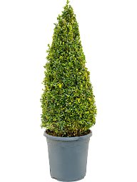 Photogenic Boxwood Buxus sempervirens