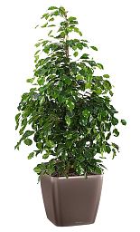 Ficus Benjamina Danielle in LECHUZA QUADRO LS Self-watering Planter, Total Height 120 cm