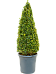 Photogenic Boxwood Buxus sempervirens