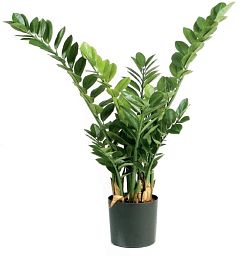 Zamioculcas Artificial Bush Plant