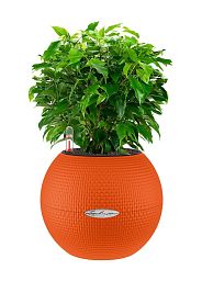 Ficus Benjamina in LECHUZA-PURO Self-watering Planter, Total Height 30 cm