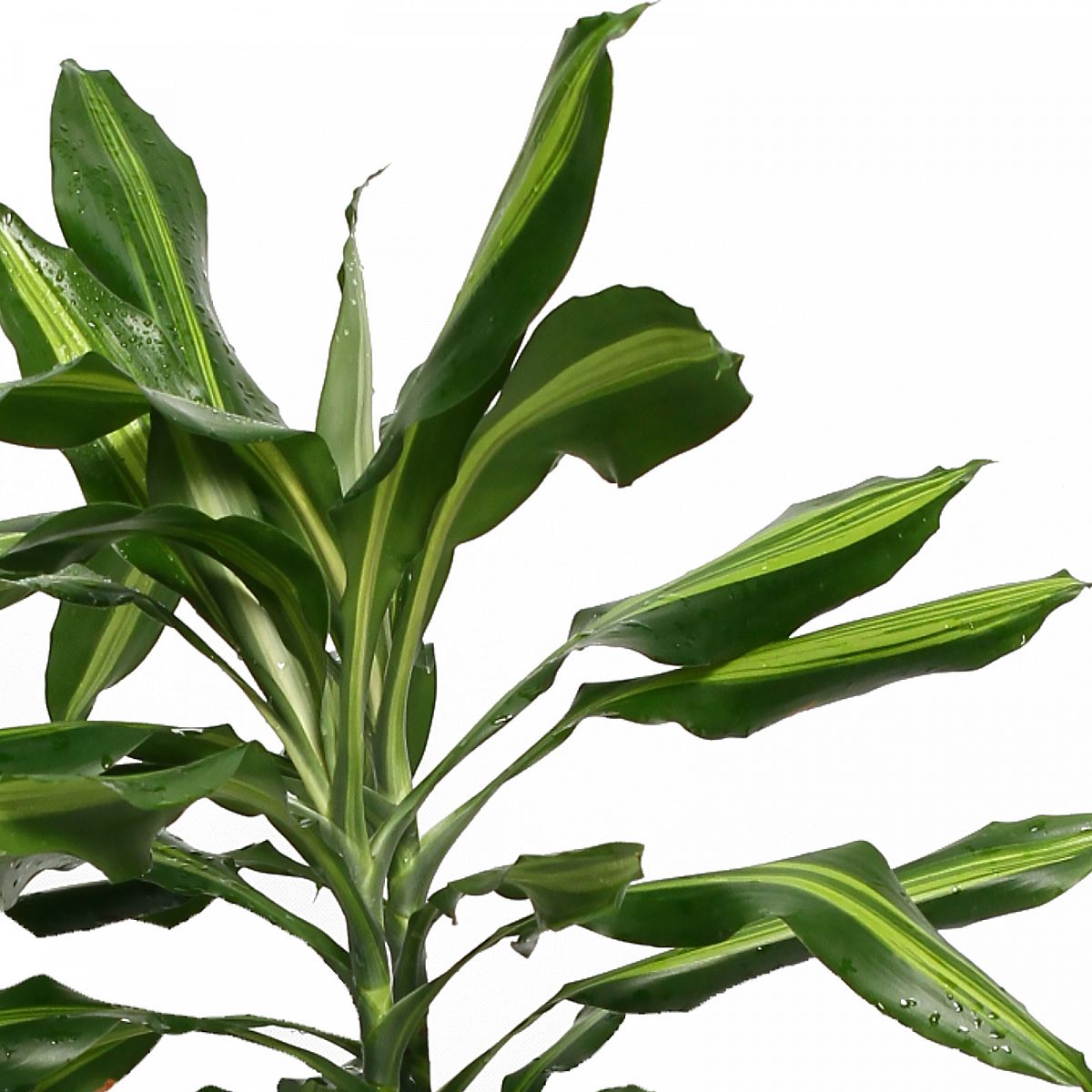 Colorful Corn Plant Dracaena fragrans 'Cintho' Indoor House Plants