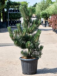 Showy Black Pine Pinus nigra 'Oregon Green' Outdoor Plants