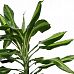 Colorful Corn Plant Dracaena fragrans 'Cintho' Indoor House Plants