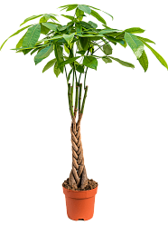 Insta-friendly Money Tree Pachira aquatica Tall Indoor House Plants Trees
